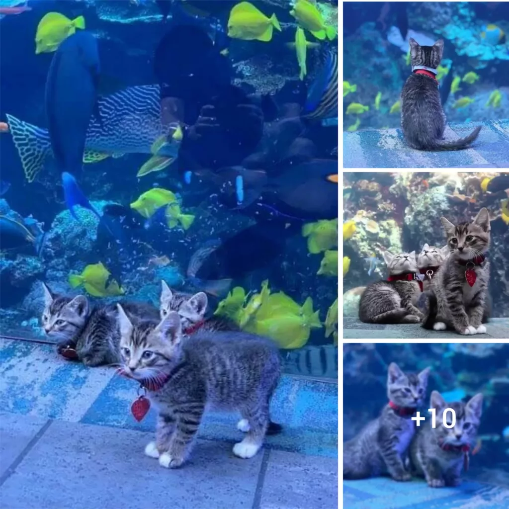 “Georgia Aquarium Adventure: Kittens Discover the Wonders of a Rescued Fish Tank”