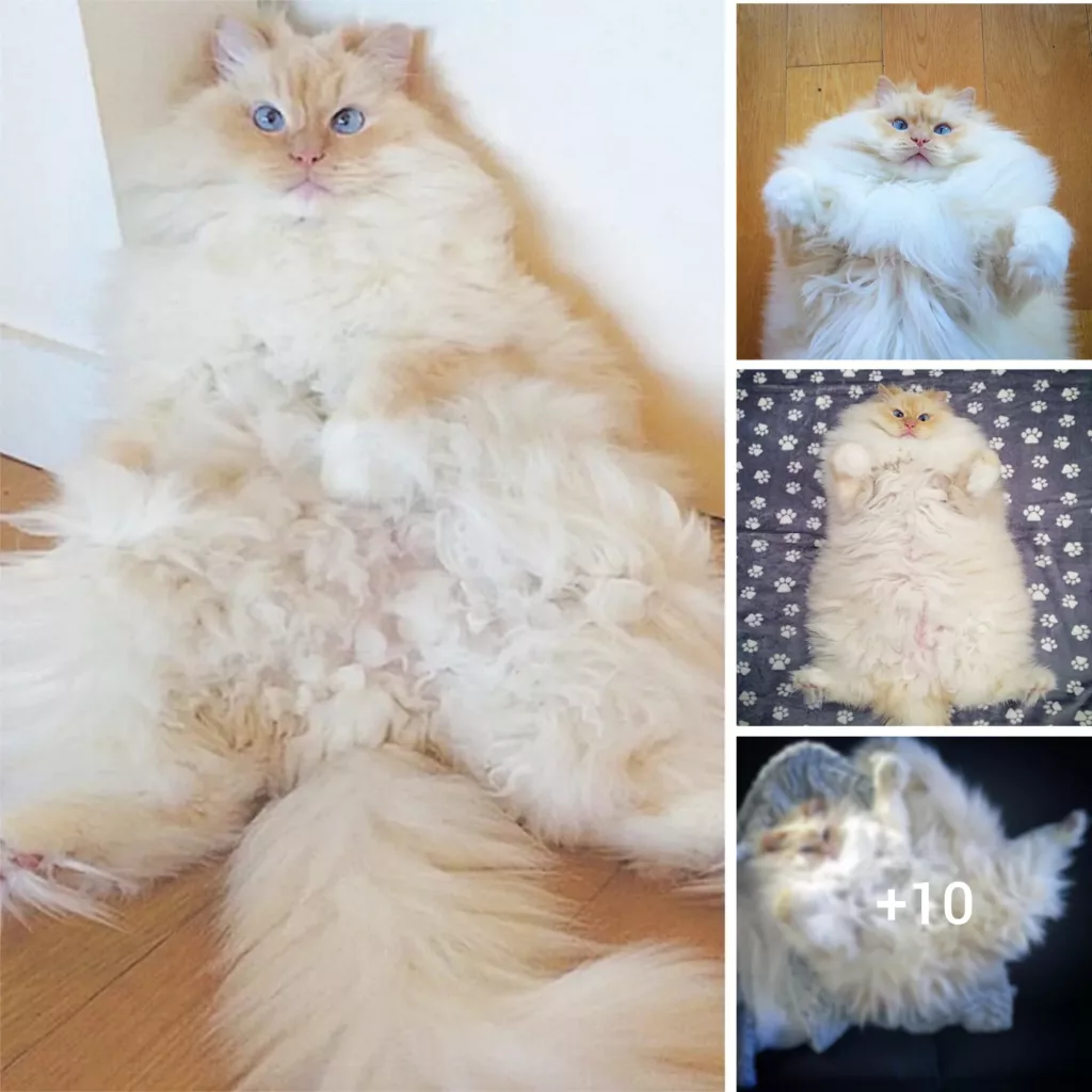The Magnificent Feline Puff: Witness the Splendid Cloud of Fur
